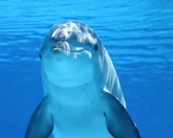 Isceljujuća moć delfina