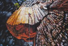 Mesečar Sleepwalker 2010. ulje na platnu oil on canvas 60 x 80 cm dostupno available